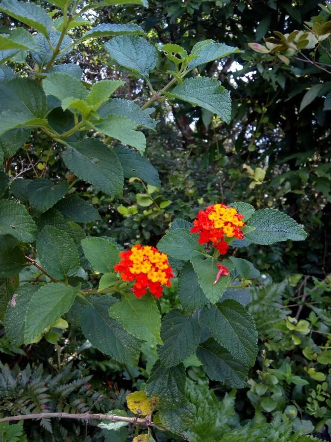 Flor Do Leste Bed and breakfast